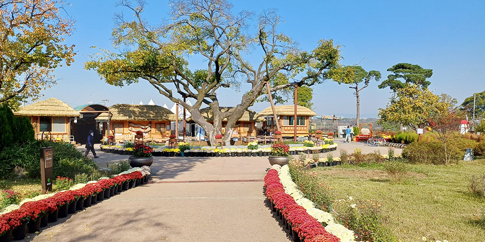 주막촌 내부 큰 나무 사진