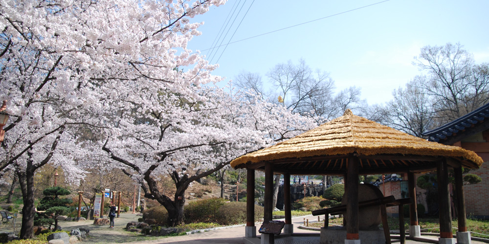 화원동산에 벚꽃이 활짝핀 사진